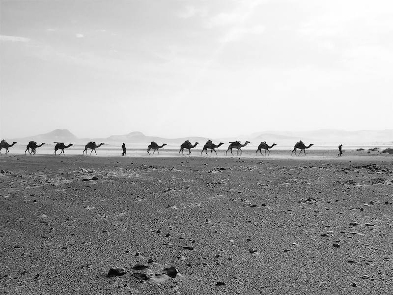 chameaux mauritanie © thibault peyrieux
