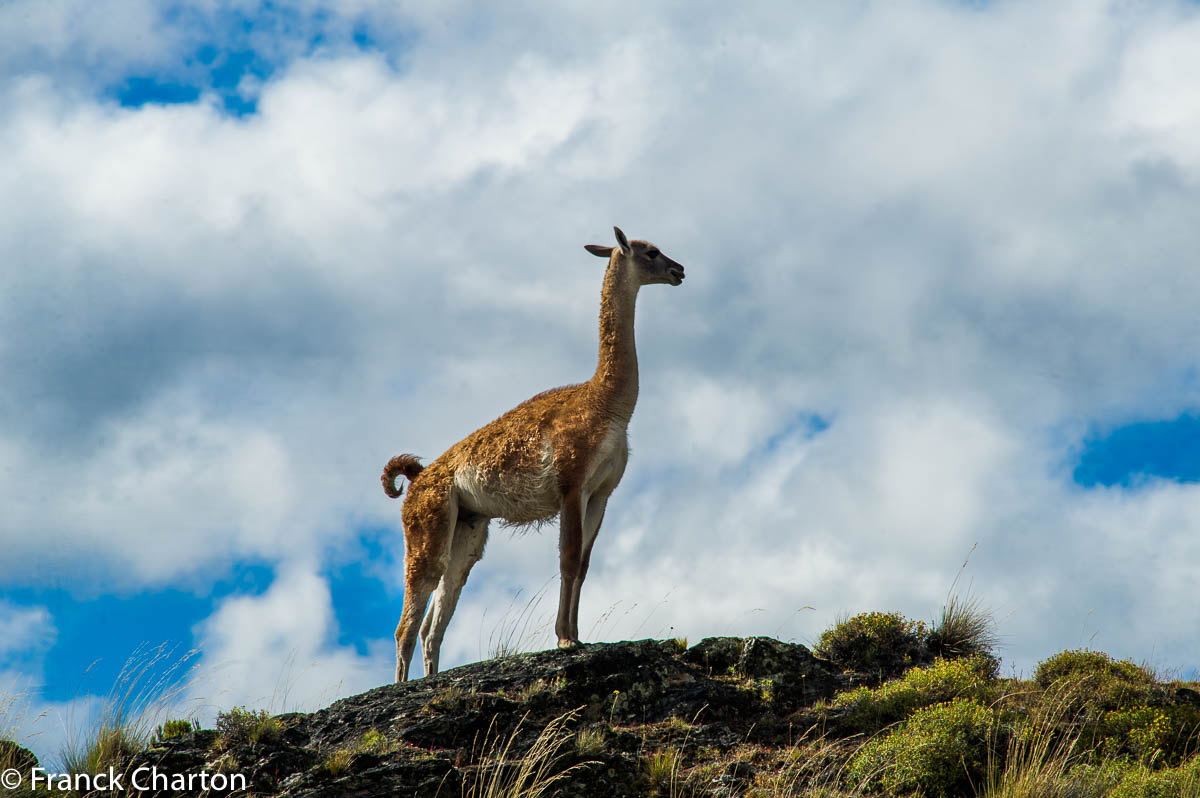 Le guanaco, camélidé sauvage emblématique de la Patagonie, vit jusqu’à plus de 4000 m