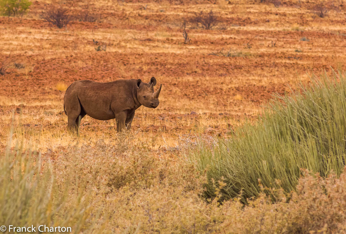 Dans le Damaraland, survivent les derniers specimen sauvages de rhinocéros noirs de montagne