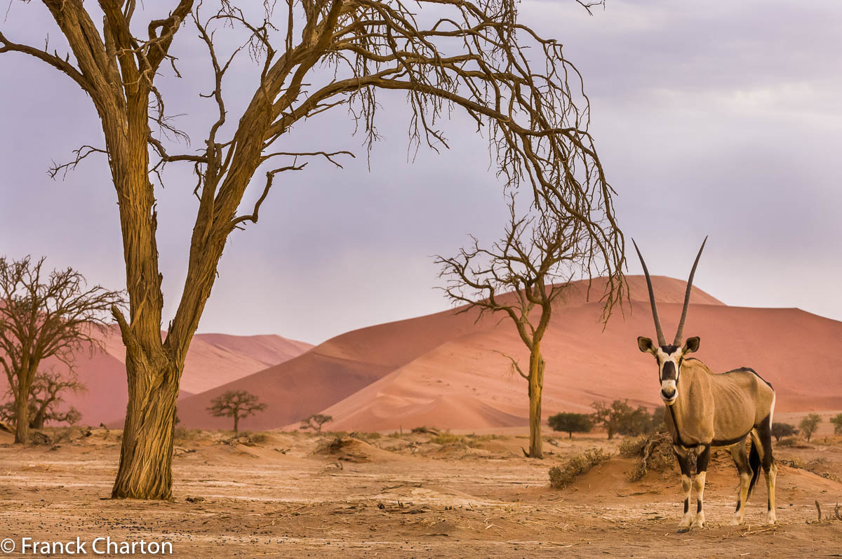 Championne du monde de sobriété, l’antilope du désert, ou oryx, ne boit quasiment jamais !