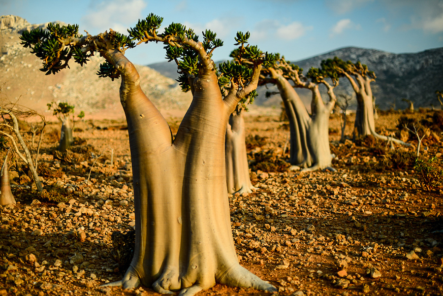 Végétation à Socotra