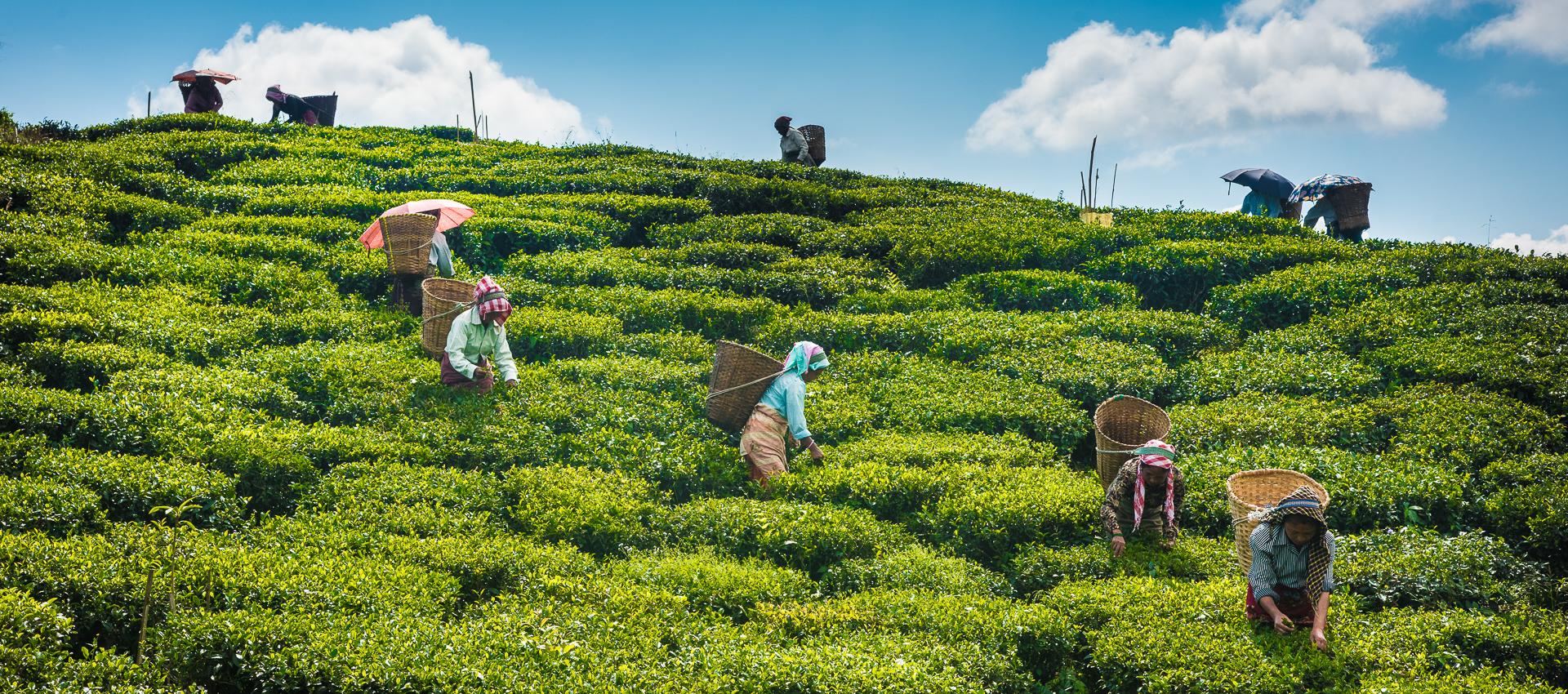 Plantations de thé en Inde 