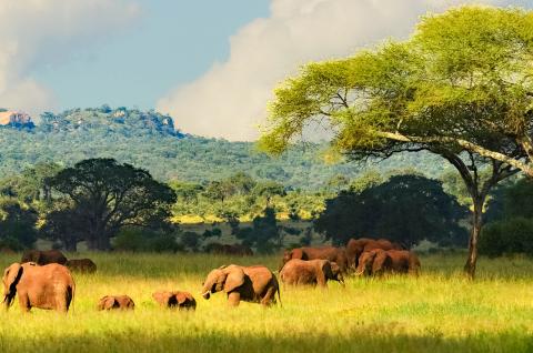 Troupeau d'éléphants en Tanzanie