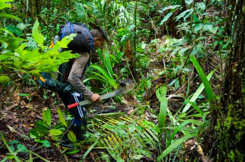 Expédition en territoire Matses dans la jungle péruvienne