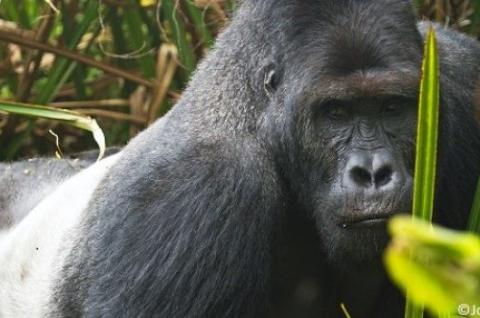 Gorille au Gabon