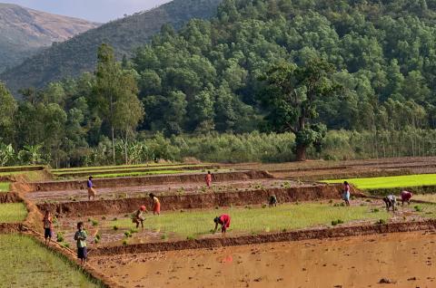 Trekking vers des rizières en bordure de forêt au Madhya Pradesh
