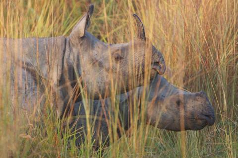 Observation d'une femelle et d'un jeune rhinocéros unicorne dans le parc national de Bardia