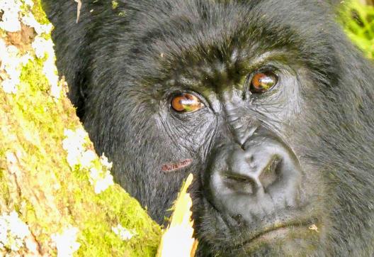 Gorille des montagnes de Bwindi