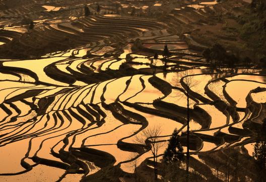 Trek à travers les rizières en terrasses de la région de Yuanyang