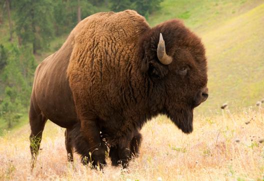 Oberservation des bisons à Yellowstone aux États-Unis