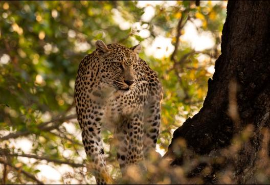 Exploration pour découvrir le guépard aux aguêts en Afrique australe