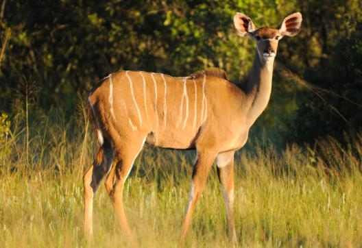 Randonnée et oryx en Afrique du sud