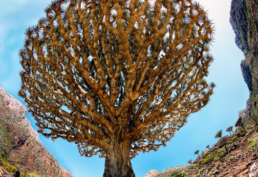 Découverte du Dracaena cinnabari endémique à Socotra