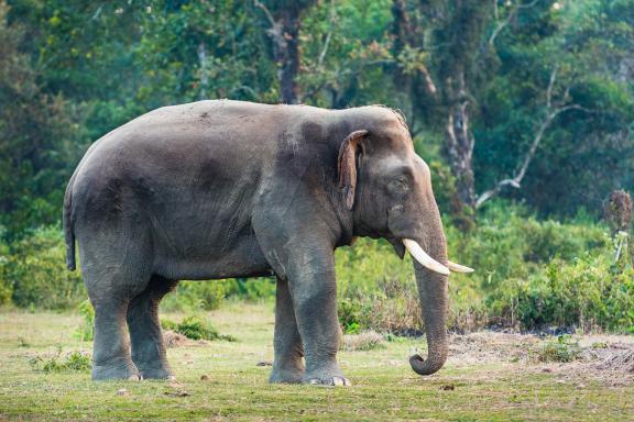 Éléphant au parc national de Chitwan dans le Terai au Népal