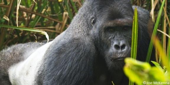 Gorille au Gabon