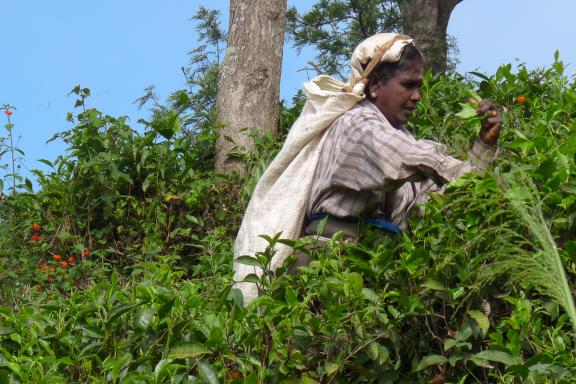 Rencontre avec une ceuilleuse de thé dans une plantation du centre de Ceylan