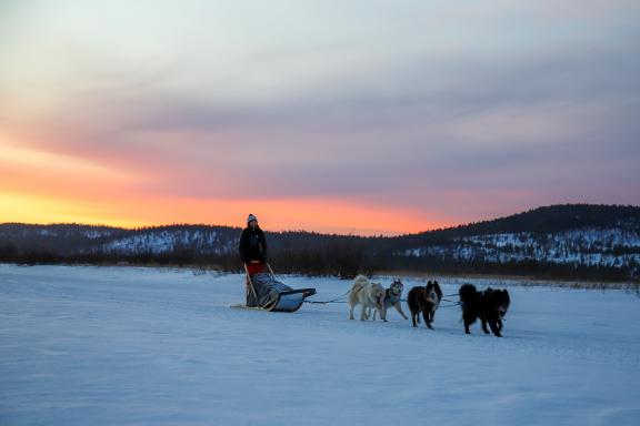 Trekking et raid en traineau à chiens en Laponie