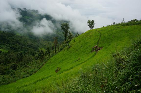 Trekking à travers rizières et forêts des Monts Phu Sang dans la région de Phongsaly