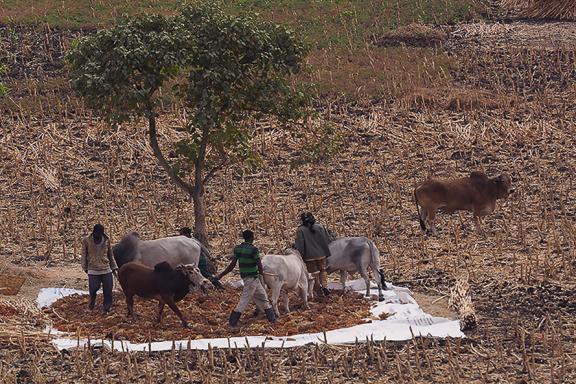 Observation de scènes paysannes sur les hauts plateaux éthiopiens