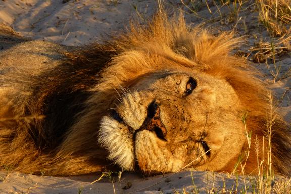 Aventure pour voir le lion se prélassant au crépuscule dans le désert d'Afrique australe