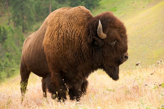 Oberservation des bisons à Yellowstone aux États-Unis