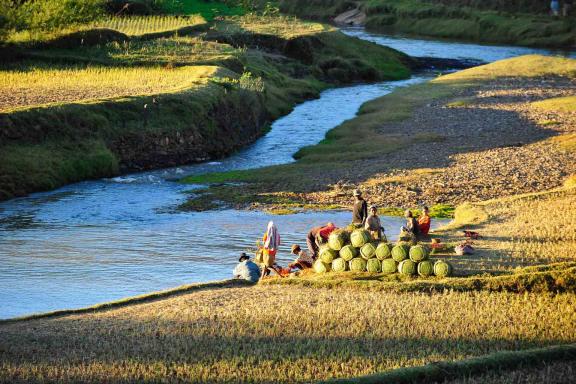 Randonnée au bord de la rivières dans les rizières de Madagascar