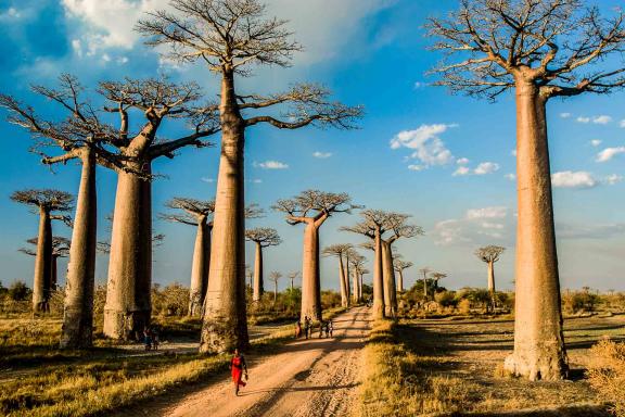 Trek dans l'allée des baobabs de l'ouest malgache