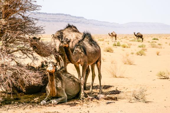 Randonnée avec des chameaux à l'ombre dans la vallée du Drâa