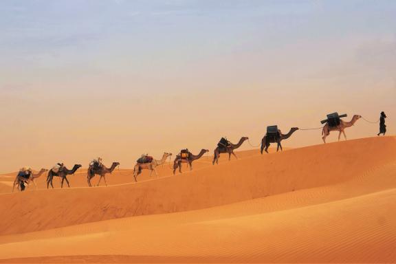 Randonnée et caravane de chameaux