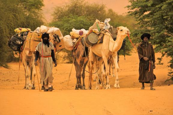 Randonnée avec des chameliers et chameaux