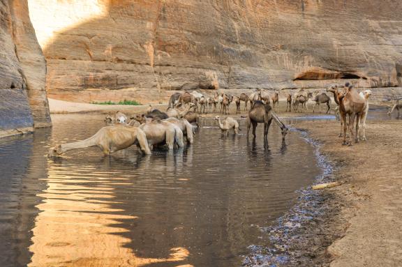 Voyage d'aventure et troupeau de chameaux dans l'Ennedi