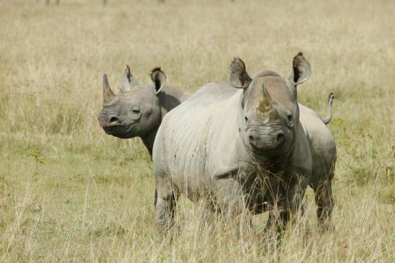 Rhinocéros noirs (Diceros bicornis)