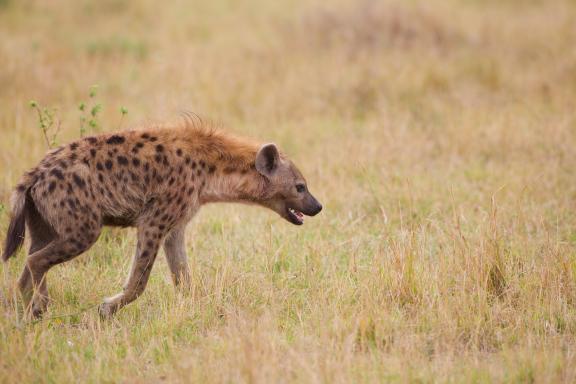 Observation d'une hyène au Kenya