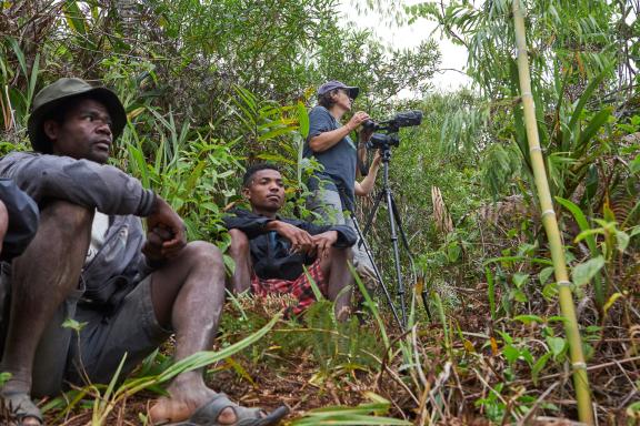 Observation des grands hapalémur à Madagascar