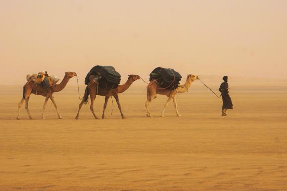 Trek avec un caravanier et ses chameaux de l'Adrar