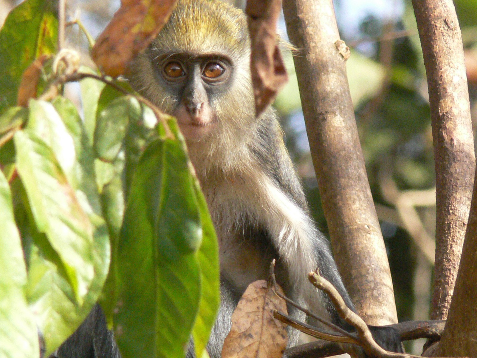 Singe mona dans la région de Bfiema, au Ghana