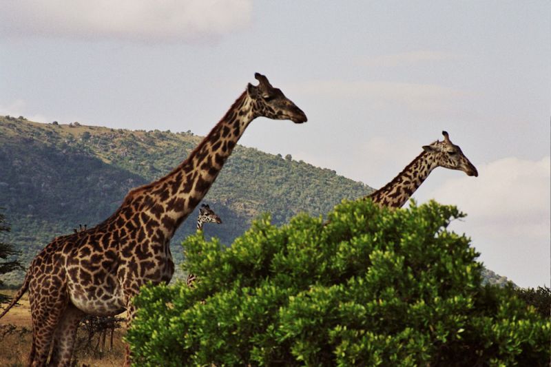 Grande migration Serengeti giraffe