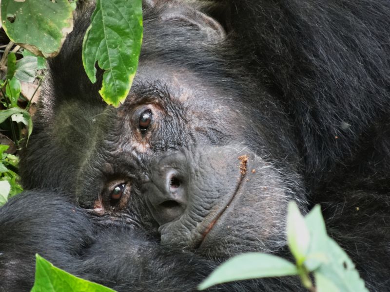 Peuples et grande faune, gorilles et chimpanzés © Eric le Boulch