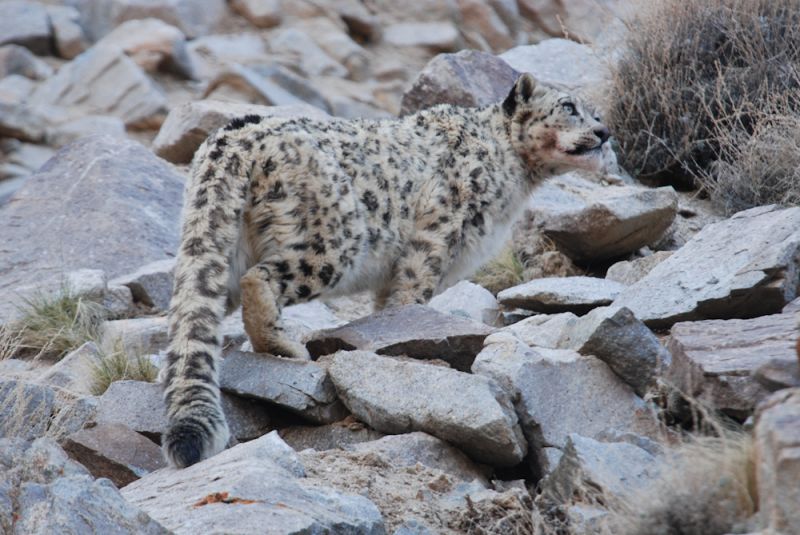 Panthère des neiges au Ladakh