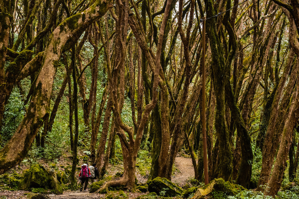 Sur la route de Ghandruk à Tadapani © David Ducoin