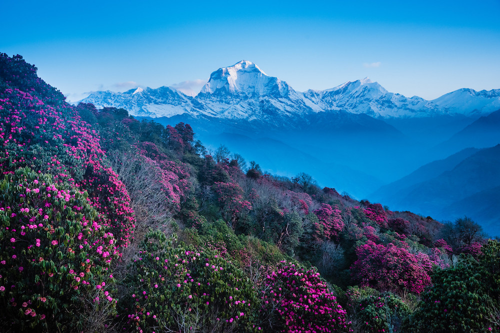 Rhododendrons et vue sur le Dhaulagiri et le Tukuche peak © David Ducoin