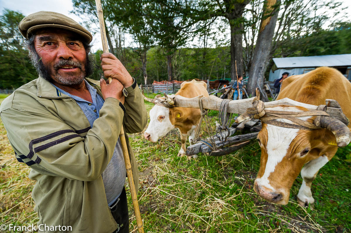 Don Prudencio Maldonado et ses bœufs au joug sur le Fundo Milichina