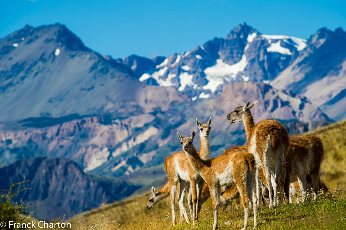 Harde de guanacos sur l’altiplano du Chacabuco. 