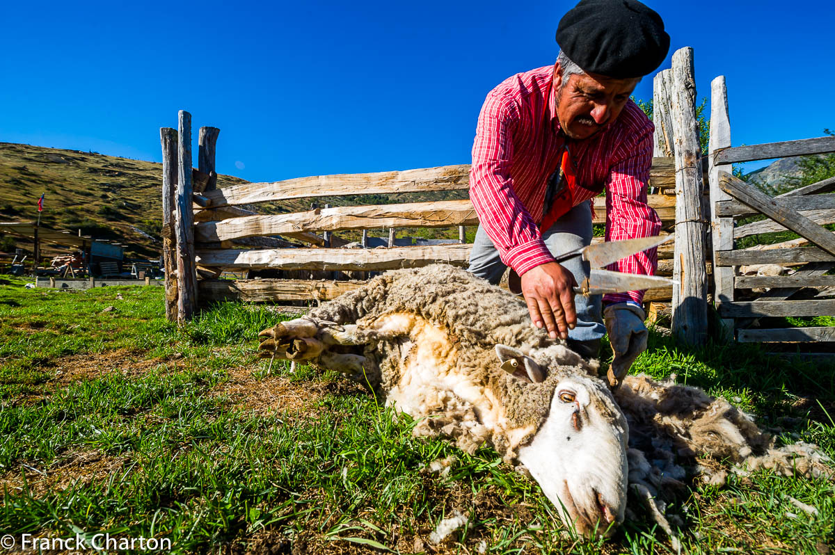 Don Rolondo, à l’estancia Los Leones, tond encore ses moutons de manière traditionnelle, au ciseau à main