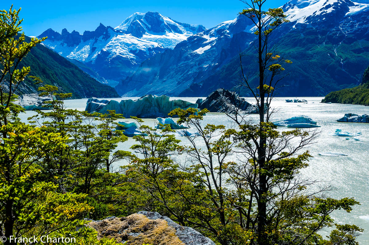 Des icebergs dérivent sur le lago Fiero, au cœur de la forêt de lenga, ou hêtres de Terre de feu (Nothofagus pumilio). 