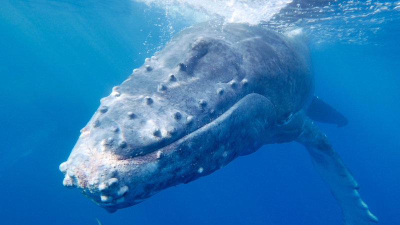 Baleine à bosse à La Réunion © Duocéan