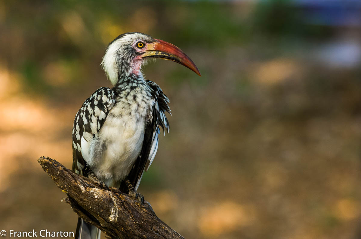 Un toucan (Hornbill)