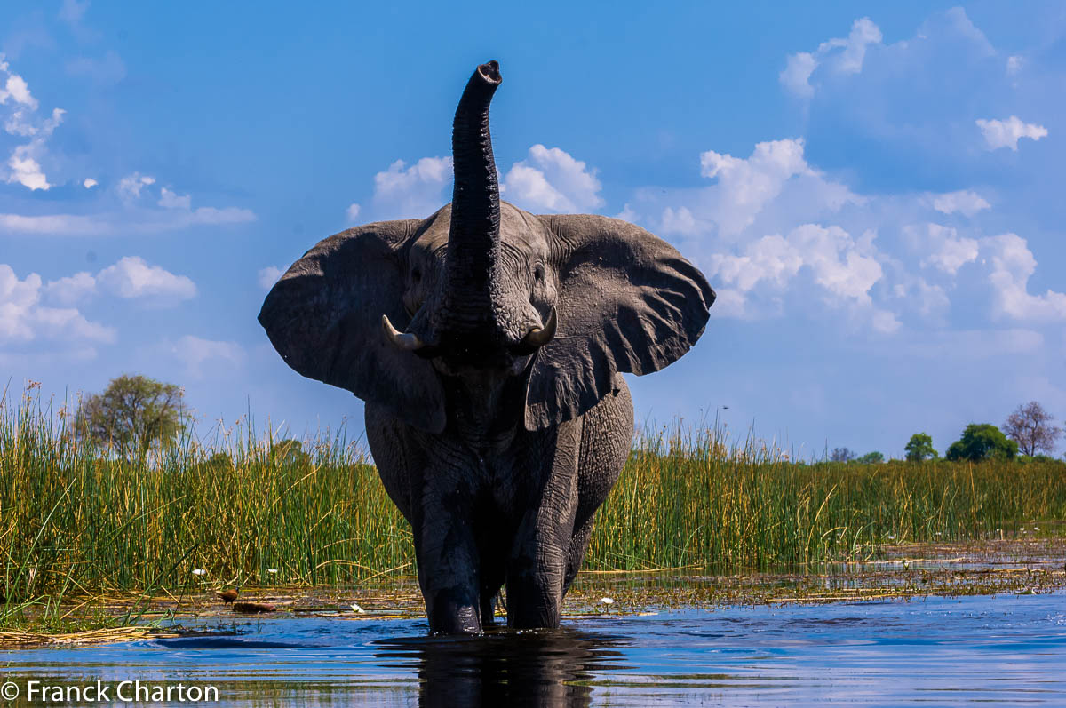 Eléphant botswana