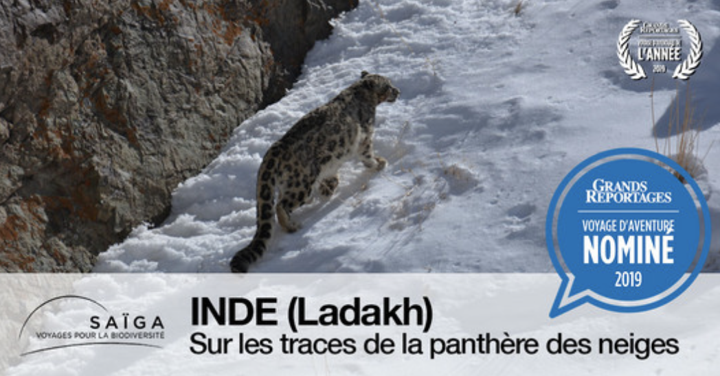 Voyage sur les traces de la panthère des neiges au Ladakh