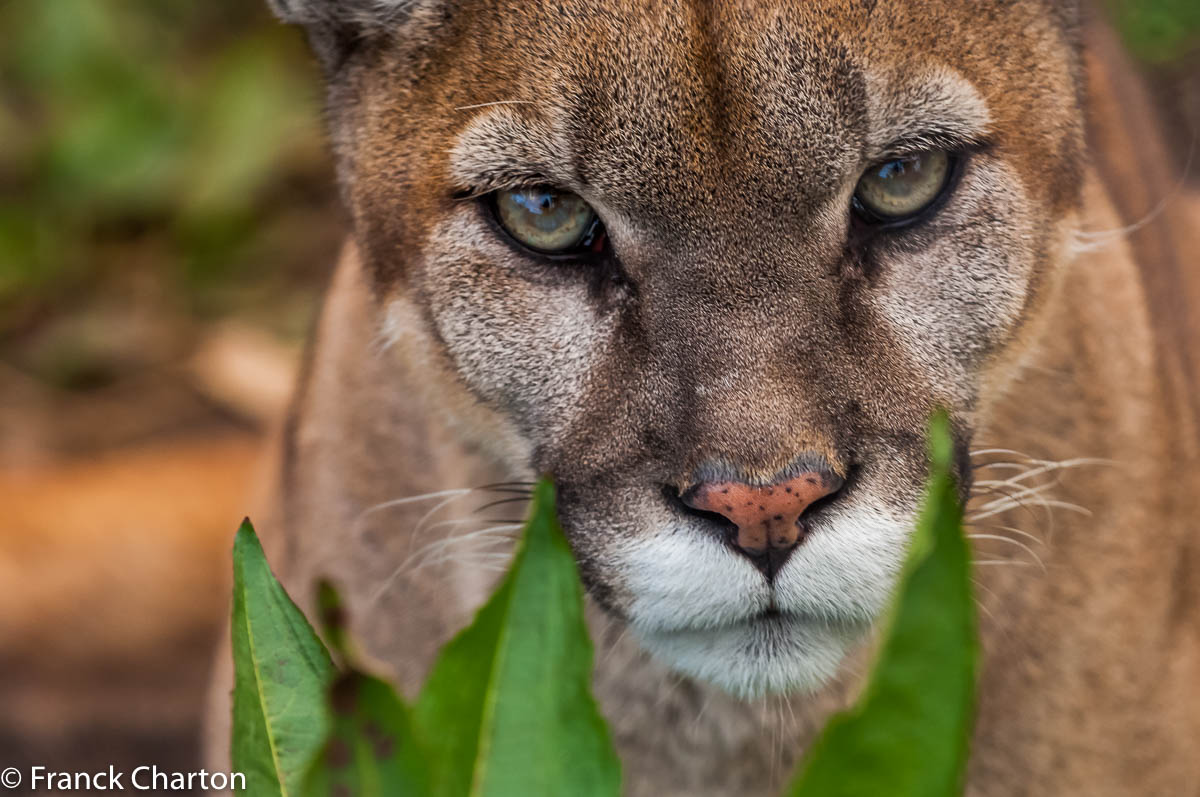 puma des andes